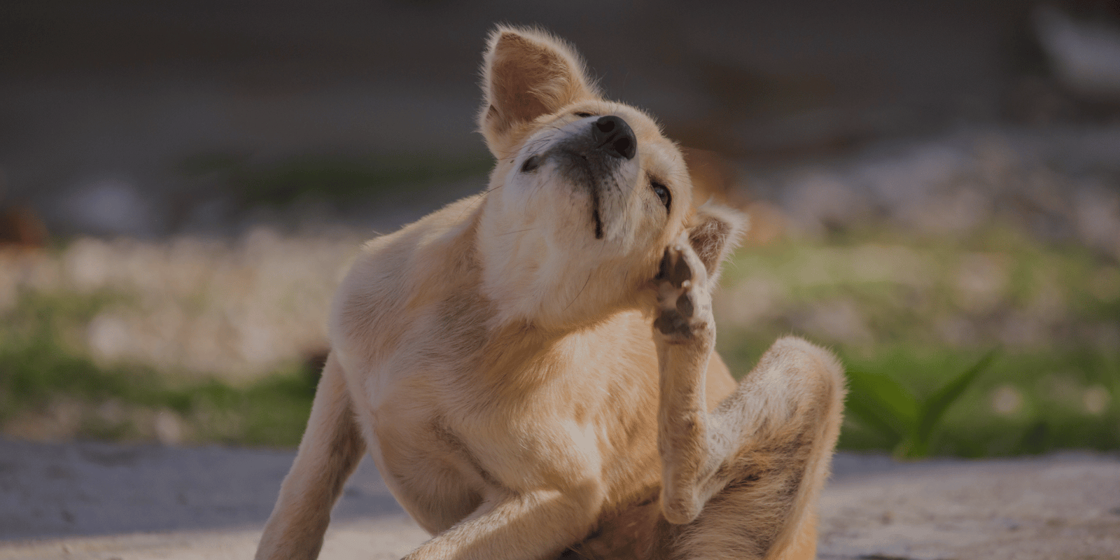 Ausschlussdiät beim Hund – die richtige Lösung für heikle und empfindliche Hunde