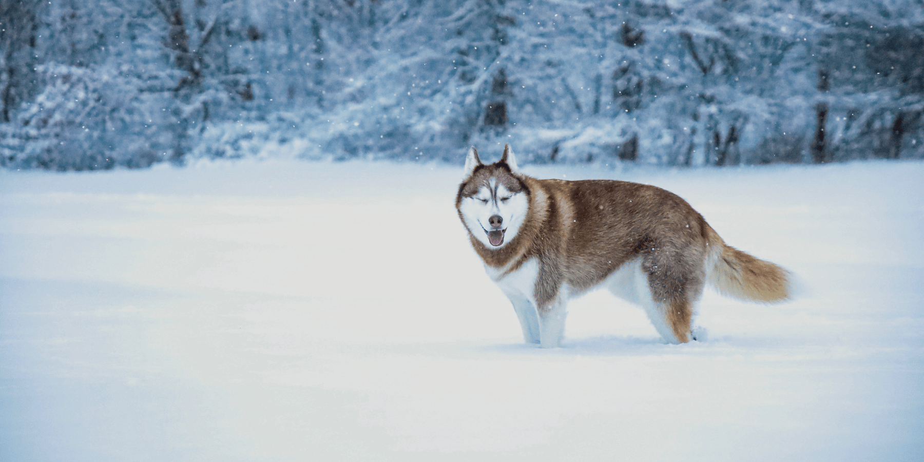 Schnee und Hund: Worauf du im Winter achten solltest