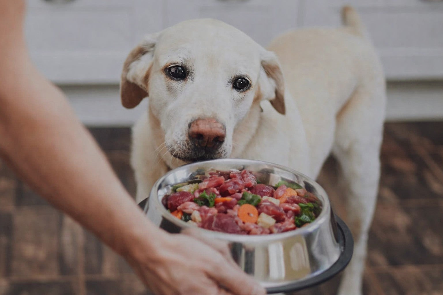 Wie oft sollte ein Hund gefüttert werden?