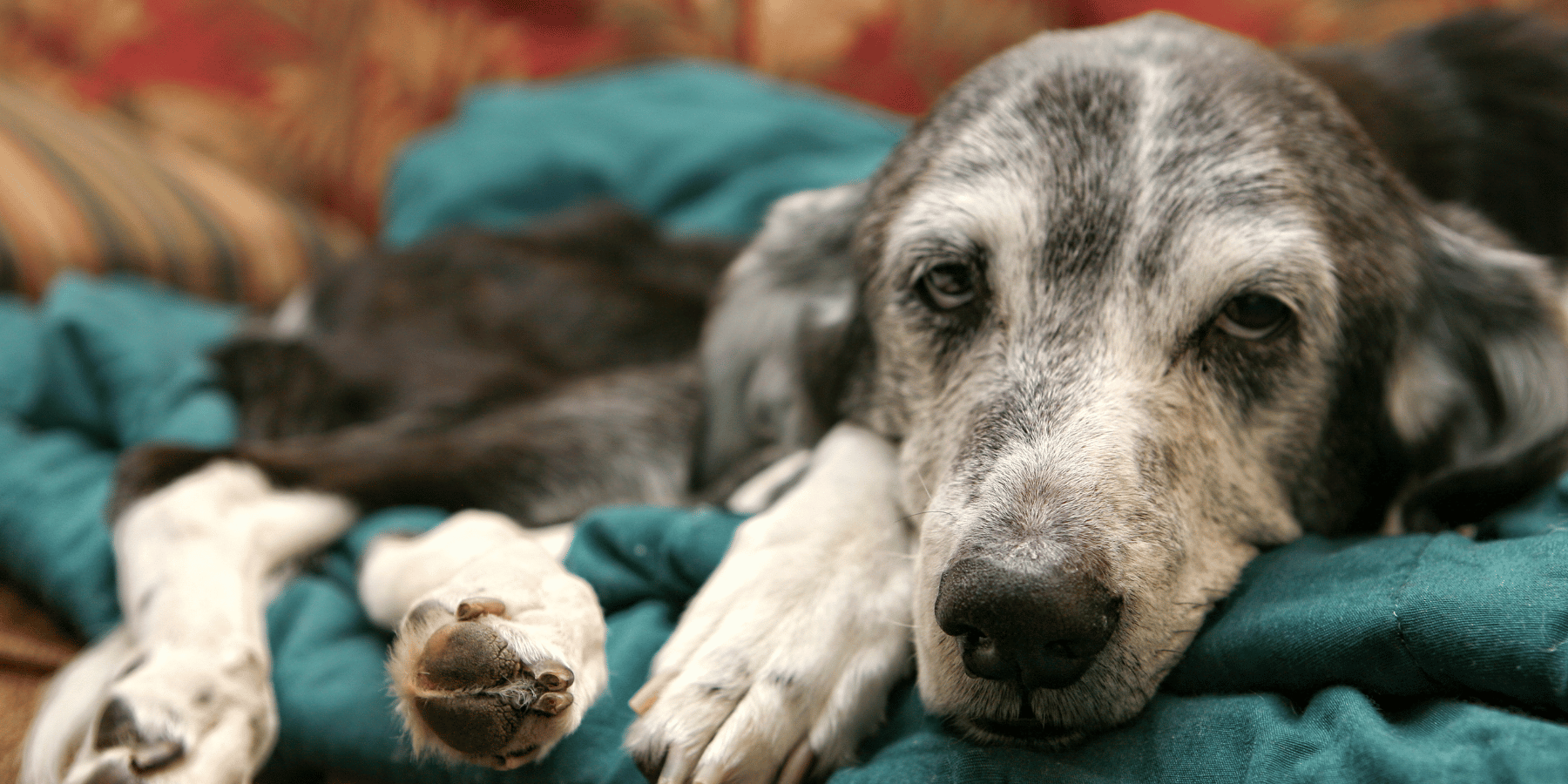 5 Anzeichen, dass dein Hund die falsche Ernährung bekommt – und wie du es änderst