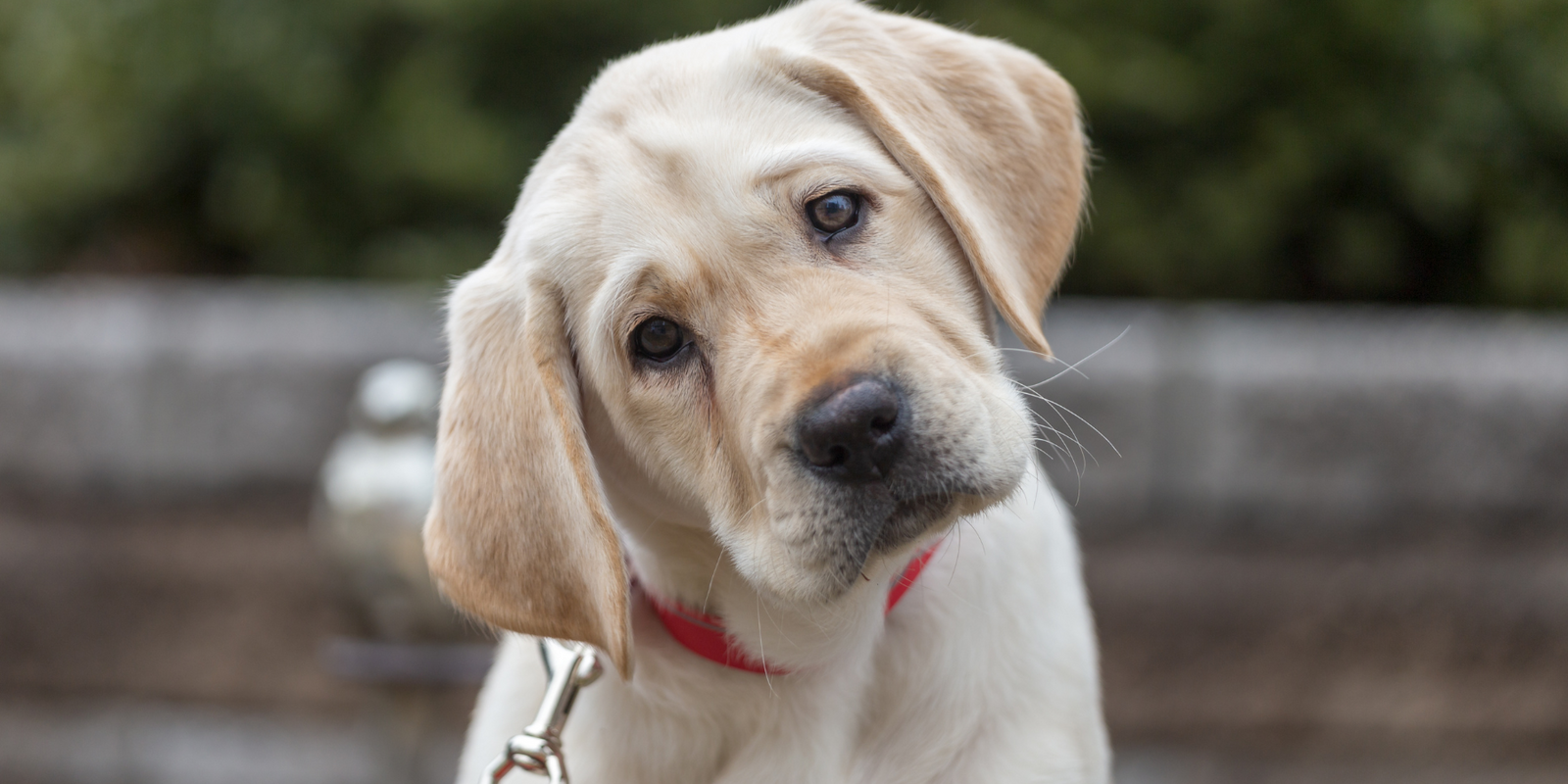 Labrador barfen in der Schweiz – Worauf du achten musst