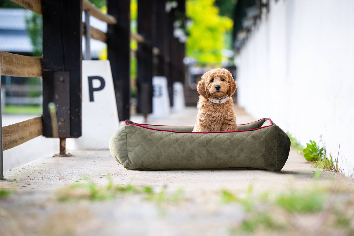 LABONI CLASSIC Hundebett  - OXFORD OLIVE