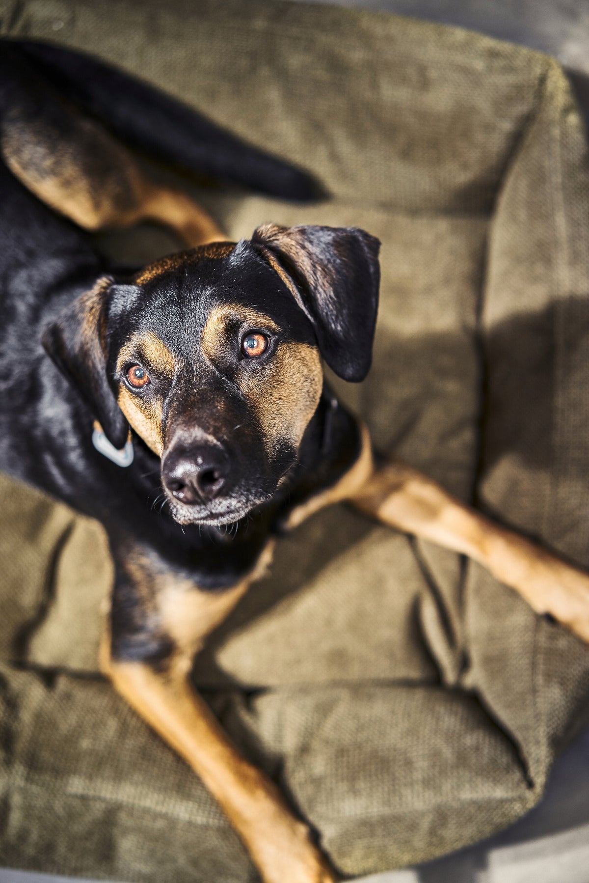 LABONI CLASSIC Hundebett  - TUDOR OLIVE