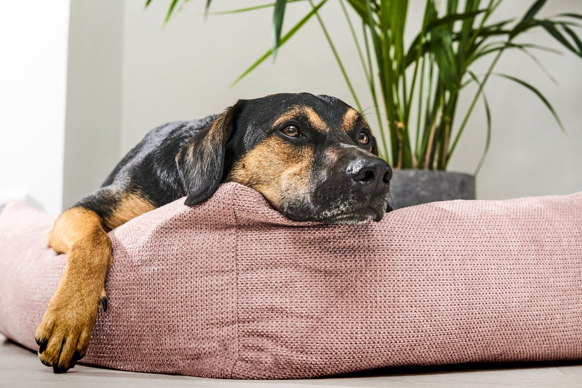 LABONI CLASSIC Hundebett  - TUDOR ROSE