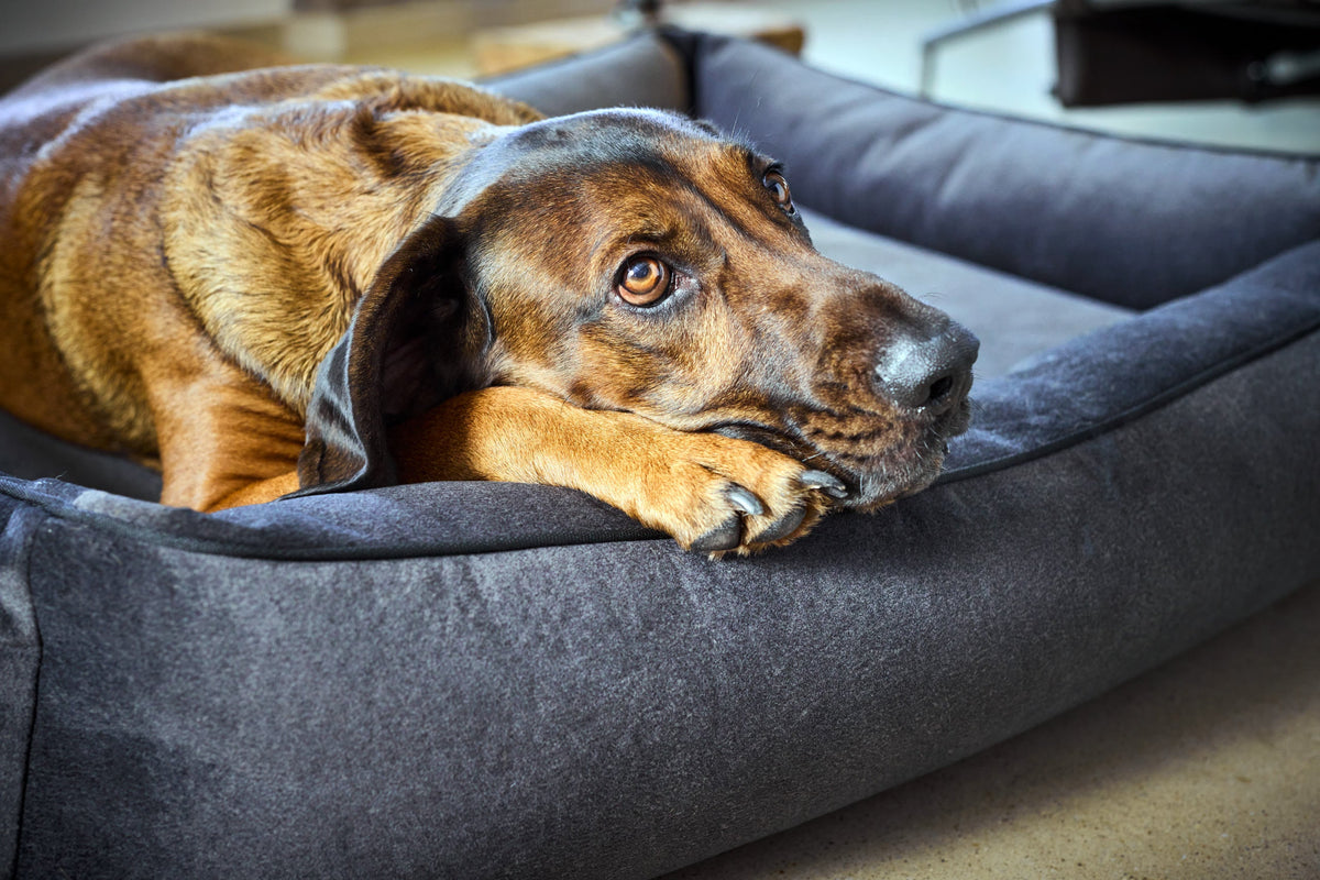 LABONI CLASSIC Hundebett  - BUFFALO GRAPHITE