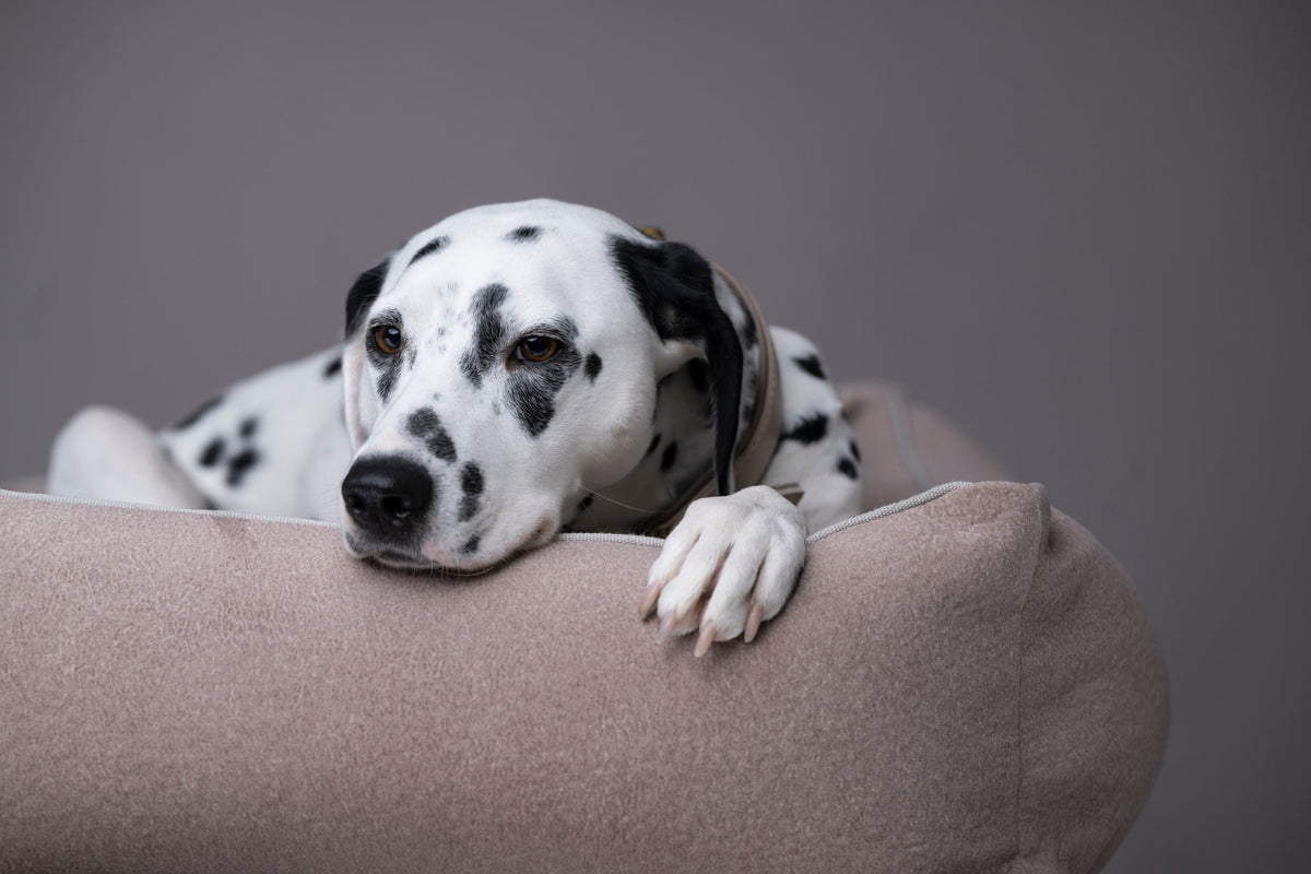 LABONI ORTHO Hundebett  - BUFFALO CREME