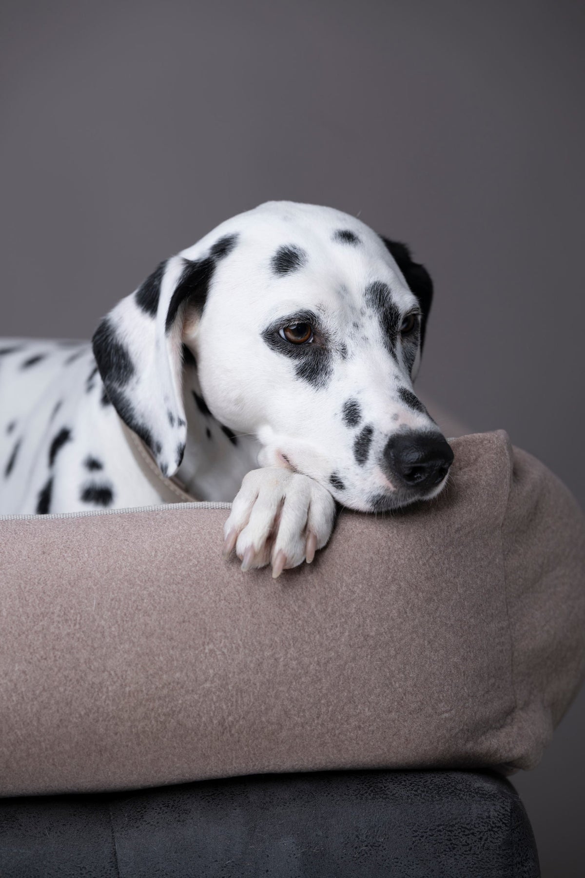 LABONI CLASSIC Hundebett  - BUFFALO CREME