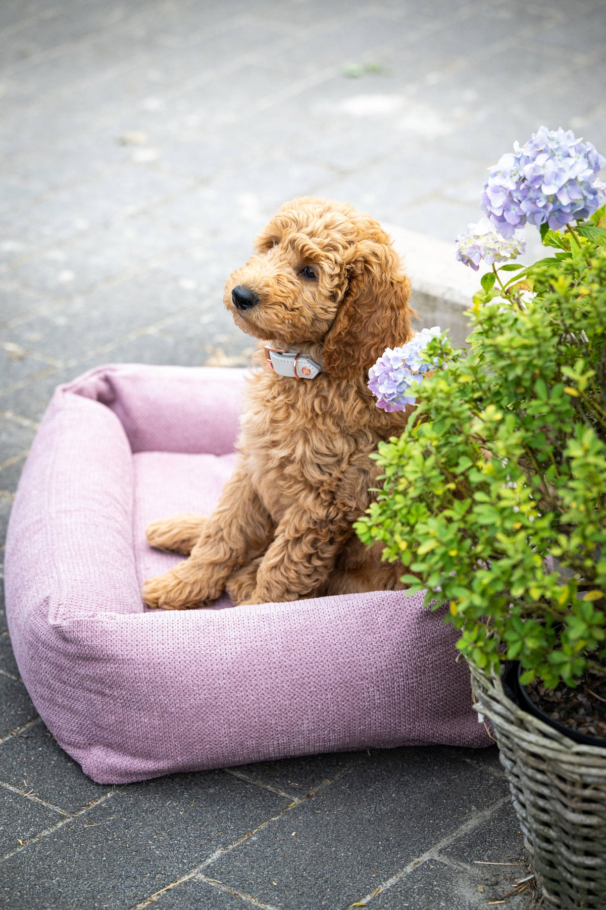 LABONI ORTHO Hundebett  - TUDOR ROSE