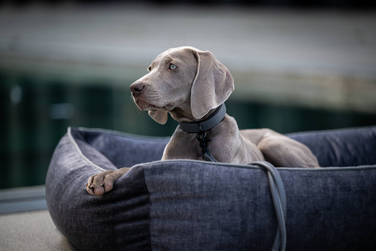 LABONI ORTHO Hundebett  - GLAM GRAPHITE