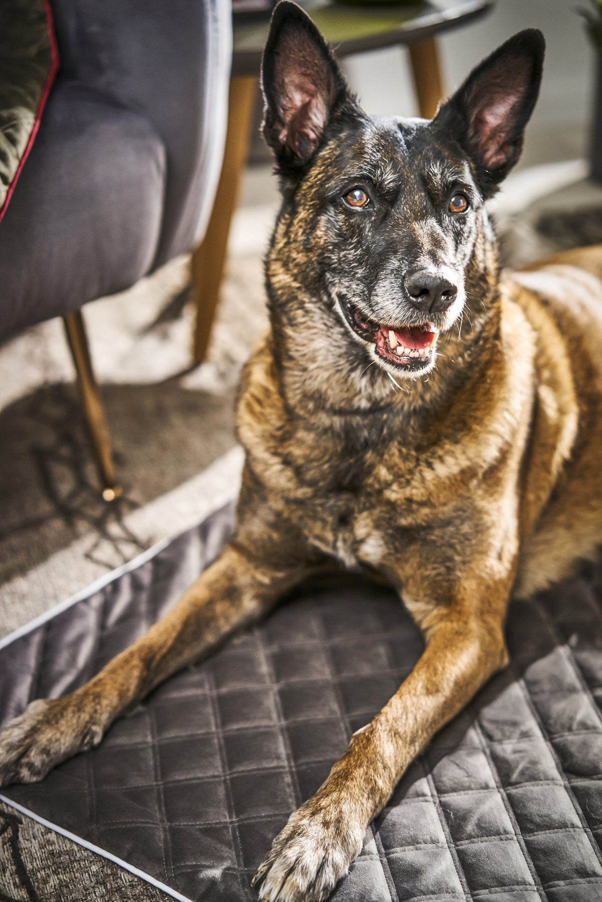 Decke OXFORD Stone - strapazierfähige Hundedecke in edler Samtoptik