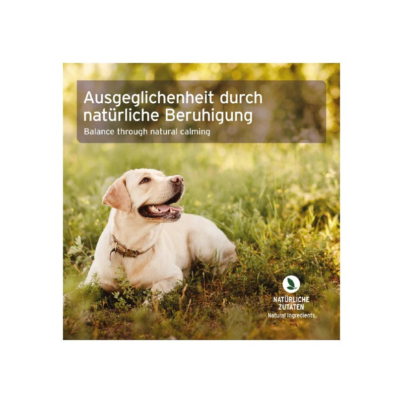 AniForte Bachblüten Gewitter & Silvester