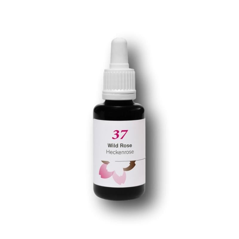 Phytodor Nr. 37 - Wild Rose / Heckenrose