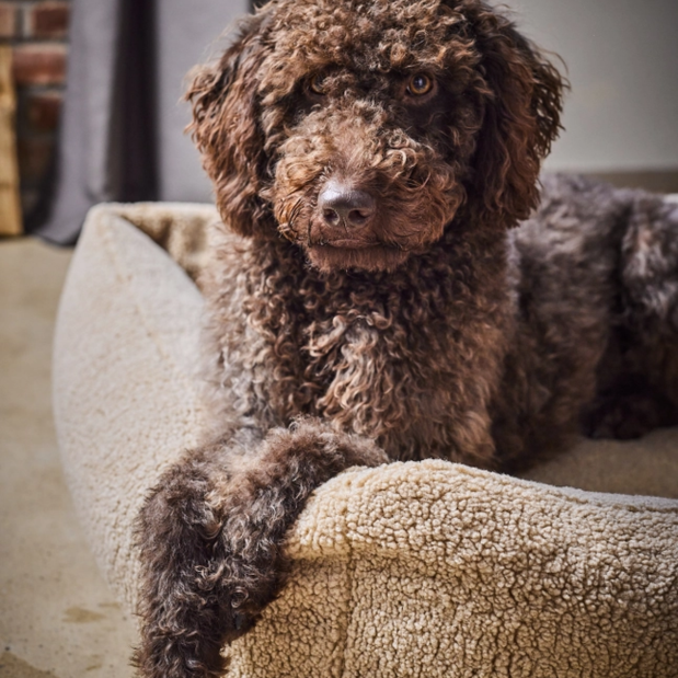 TEDDY Bouclé Hundebett